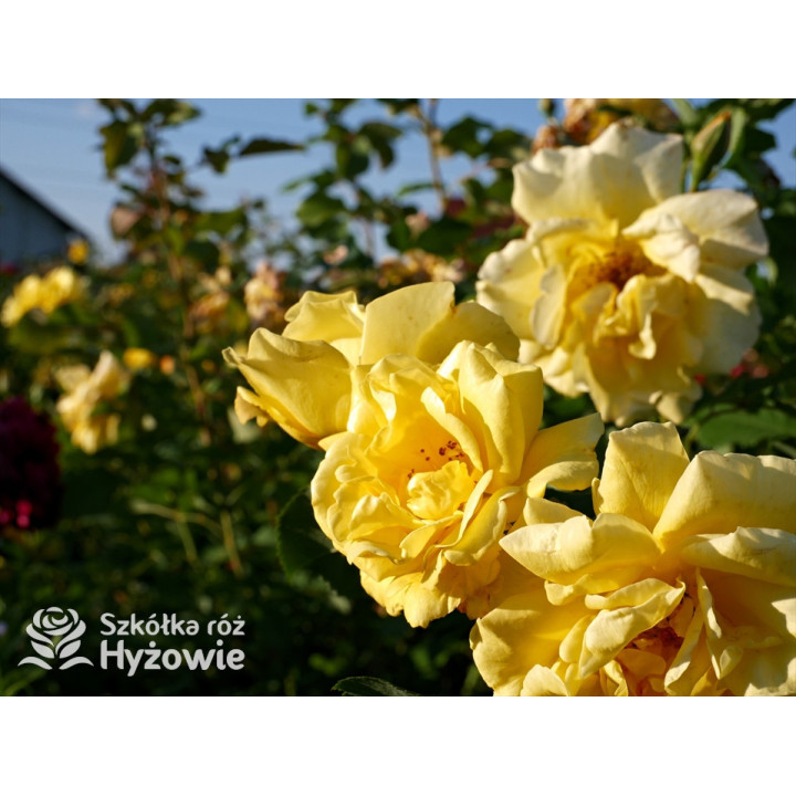 Golden Gate® - Róże Pnące - 