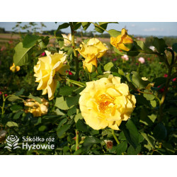 Golden Gate® - Róże Pnące - 