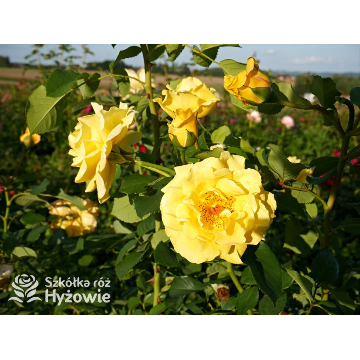 Golden Gate® - Róże Pnące - 