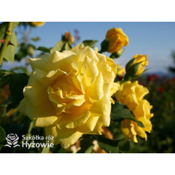 Golden Gate® - Róże Pnące - 