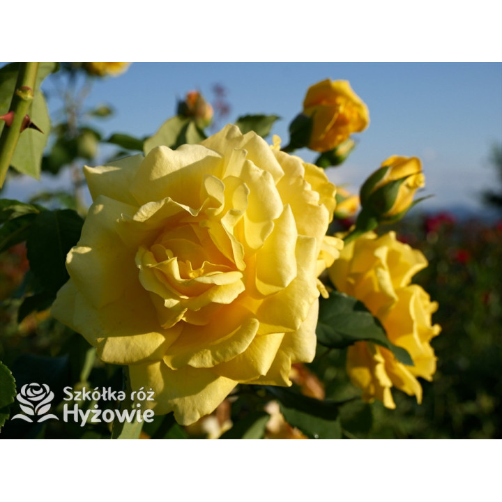 Golden Gate® - Róże Pnące - 