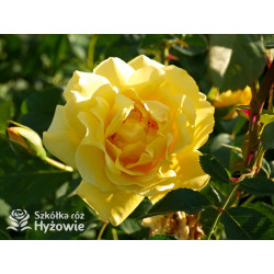 Golden Gate® - Róże Pnące - 