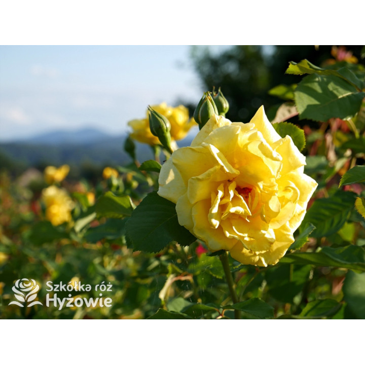 Golden Gate® - Róże Pnące - 