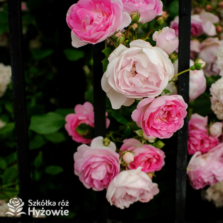 Róża pnąca Jasmina®| Szkółka Róż Hyżowie | Kordes Rosen