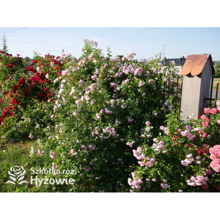 Jasmina® - Róże Pnące -  Jasmina® - Róże Pnące -