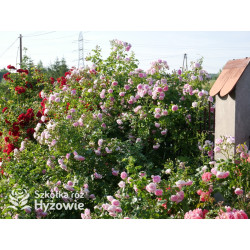 Jasmina® - Róże Pnące -  Jasmina® - Róże Pnące -