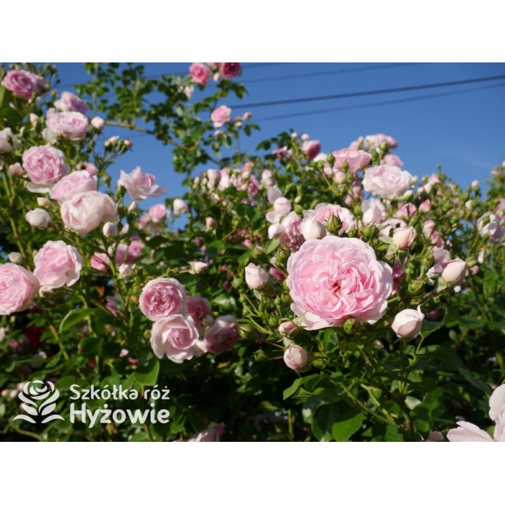 Jasmina® - Róże Pnące -  Jasmina® - Róże Pnące -