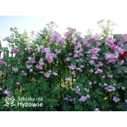 Jasmina® - Róże Pnące -  Jasmina® - Róże Pnące -