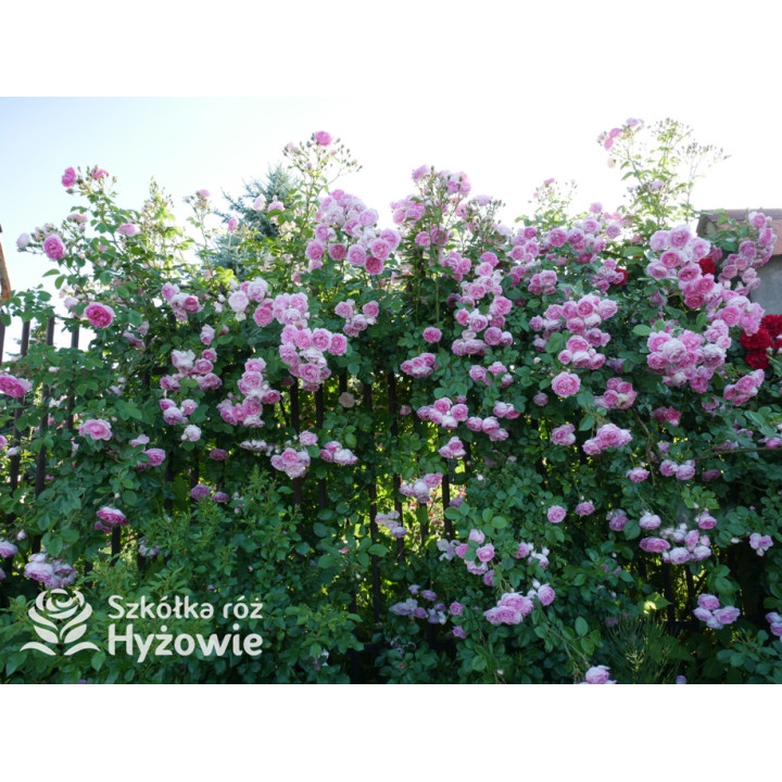 Jasmina® - Róże Pnące -  Jasmina® - Róże Pnące -