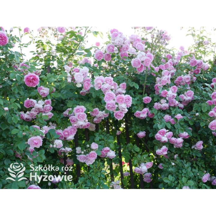 Jasmina® - Róże Pnące -  Jasmina® - Róże Pnące -