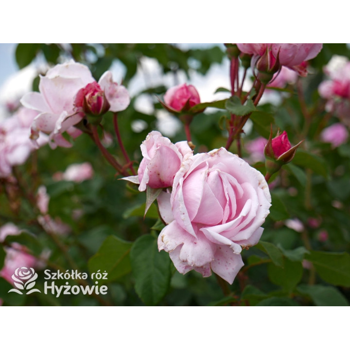 Kiss me Kate® - Róże silnie pachnące -  Kiss me Kate® - Róże silnie pachnące -