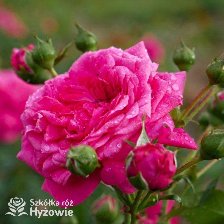 Róża pnąca Laguna® | Szkółka Róż Hyżowie | Kordes Rosen
