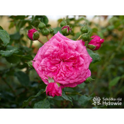 Laguna® - Róże Pnące -  Laguna® - Róże Pnące -