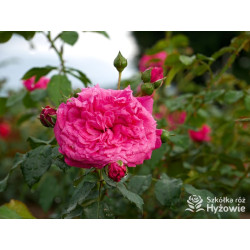 Laguna® - Róże Pnące -  Laguna® - Róże Pnące -