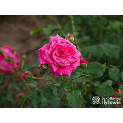 Laguna® - Róże Pnące -  Laguna® - Róże Pnące -