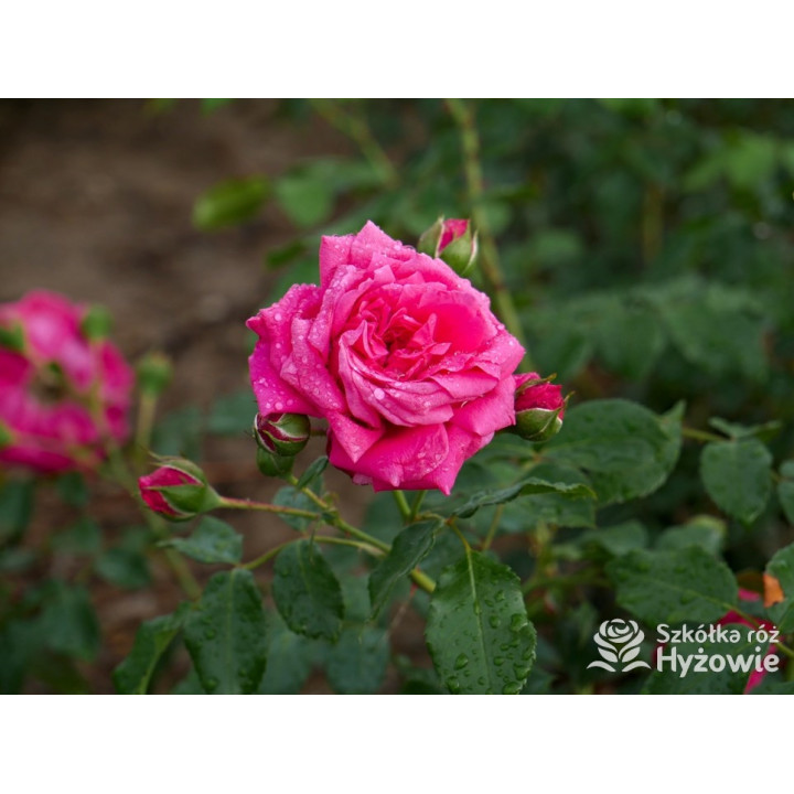 Laguna® - Róże Pnące -  Laguna® - Róże Pnące -