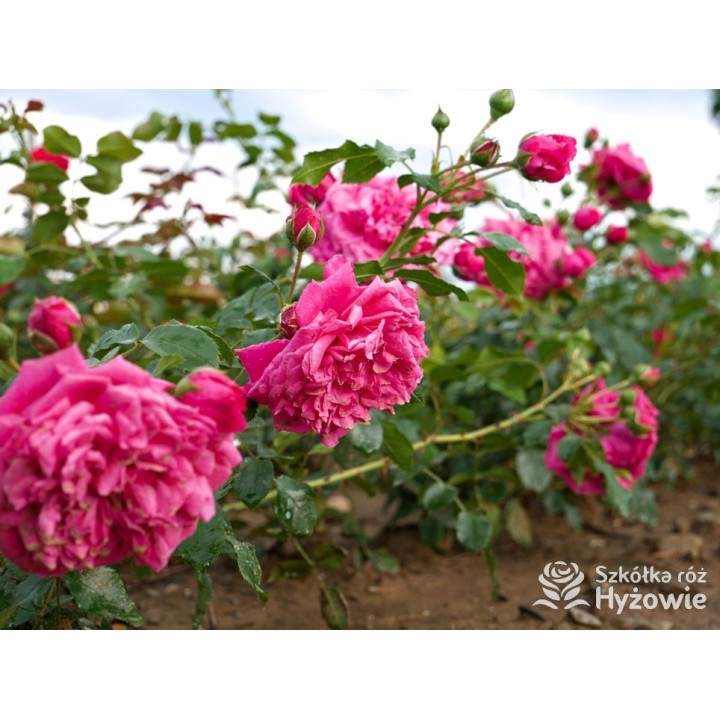 Laguna® - Róże Pnące -  Laguna® - Róże Pnące -