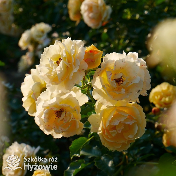 Róża pnąca miniaturowa żółta Lizzy® | Szkółka Róż Hyżowie | Rosen Tantau