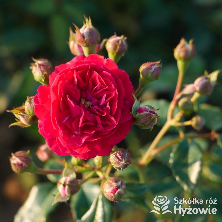Miniaturowa róża pnąca Lola® | Szkółka Róż Hyżowie | Rosen Tantau