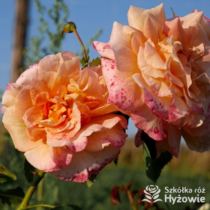 Róża pnąca herbaciana Moonlight® | Szkółka Róż Hyżowie | Kordes Rosen