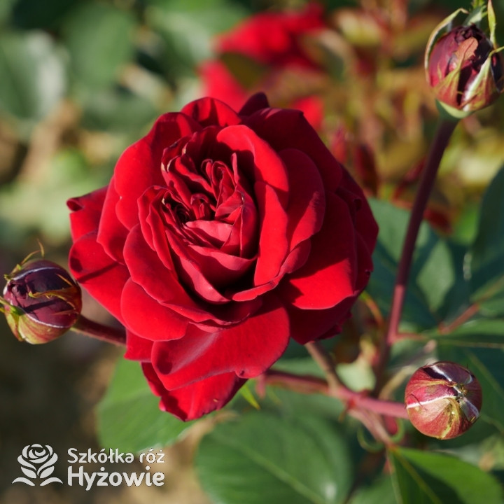 Róża pnąca 'Mushimara'| Szkółka Róż Hyżowie