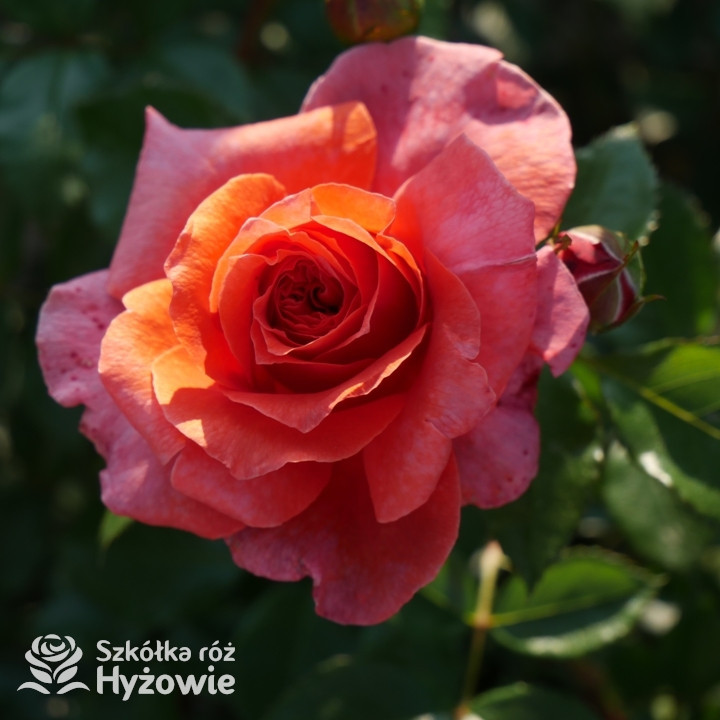 Róża pnąca pomarańczowa Naranga® | Szkółka Róż Hyżowie | Rosen Tantau