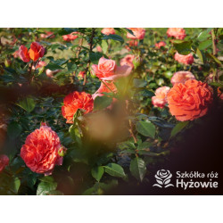 Naranga® - Róże Pnące - 