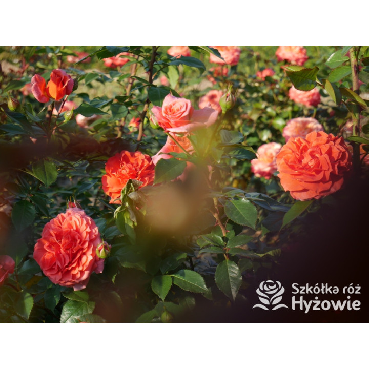 Naranga® - Róże Pnące - 