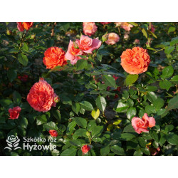 Naranga® - Róże Pnące - 