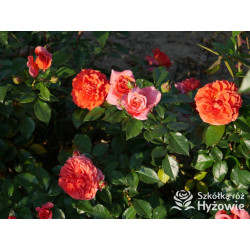 Naranga® - Róże Pnące - 