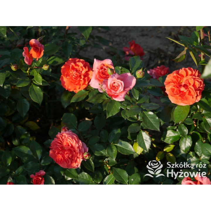Naranga® - Róże Pnące - 
