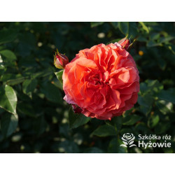 Naranga® - Róże Pnące - 