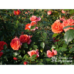 Naranga® - Róże Pnące - 