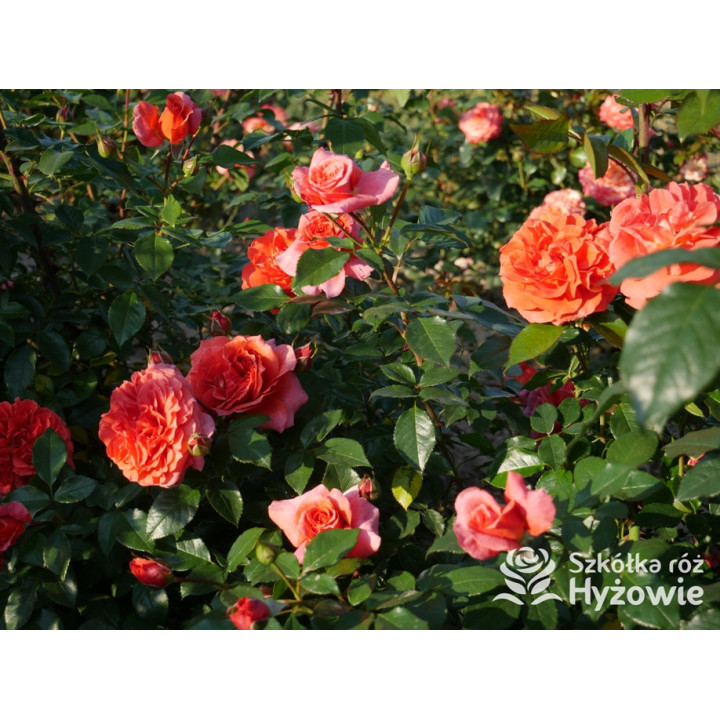 Naranga® - Róże Pnące - 