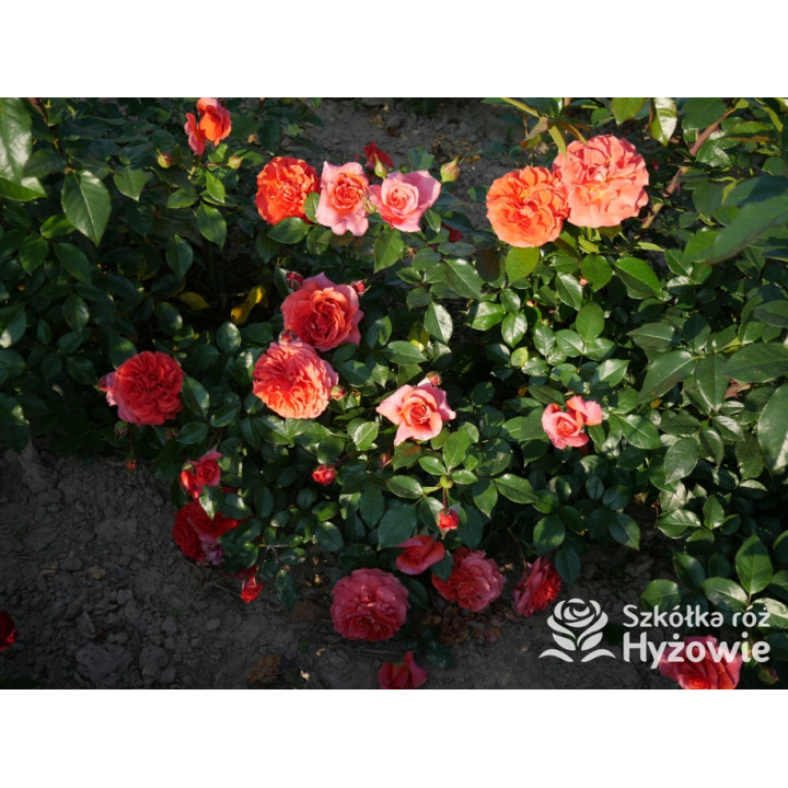 Naranga® - Róże Pnące - 