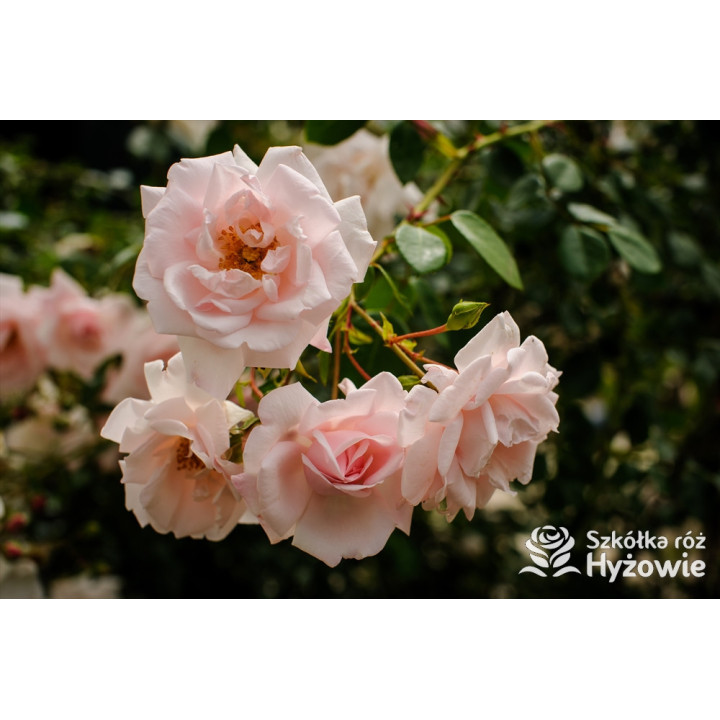 'New Dawn' - Róże Pnące - 