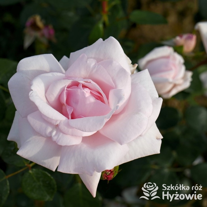 Róża pnąca 'New Dawn'  | Szkółka Róż Hyżowie