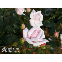 'New Dawn' - Róże Pnące - 