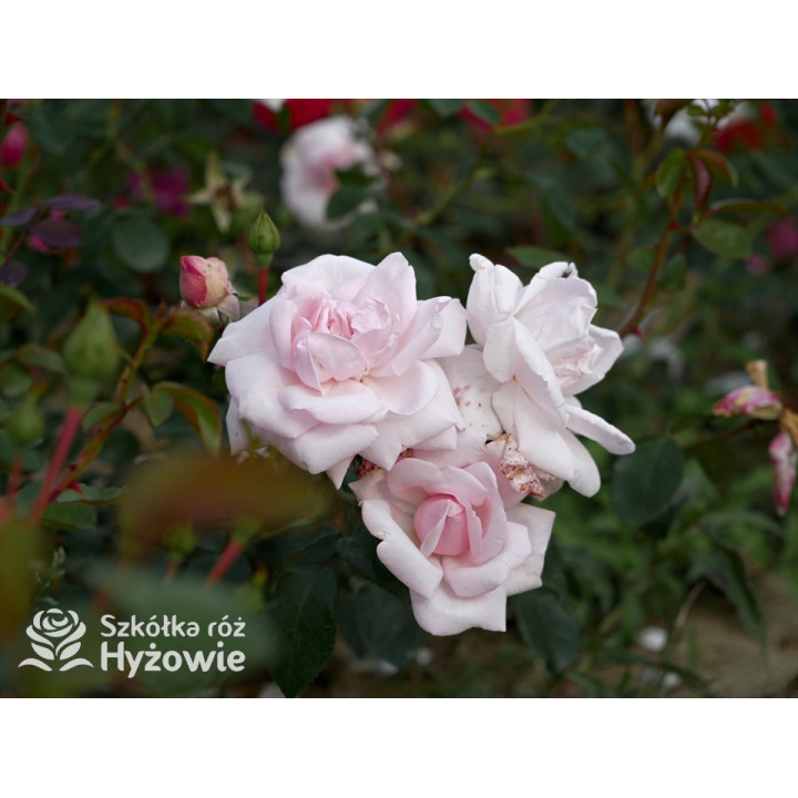 'New Dawn' - Róże Pnące - 