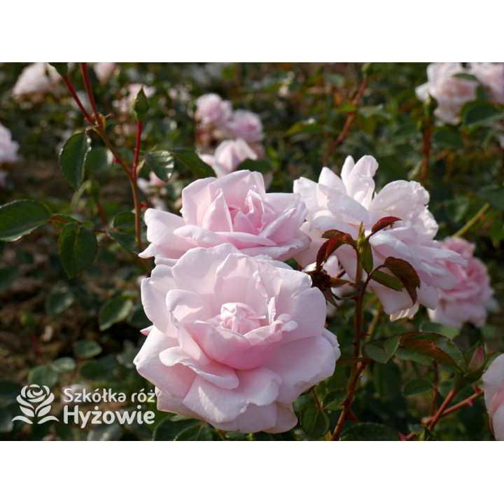 'New Dawn' - Róże Pnące - 