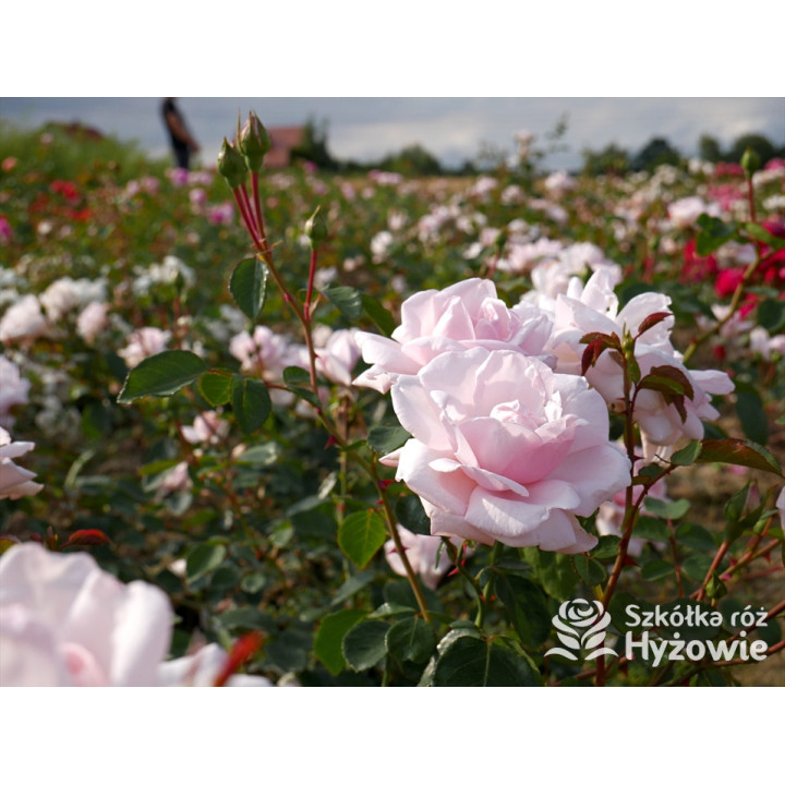 'New Dawn' - Róże Pnące - 