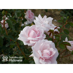 'New Dawn' - Róże Pnące - 