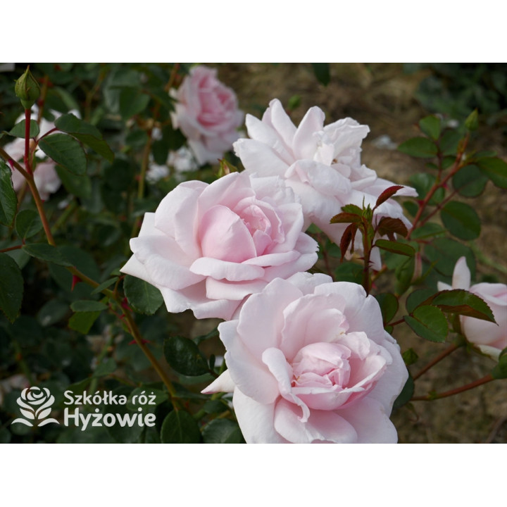 'New Dawn' - Róże Pnące - 