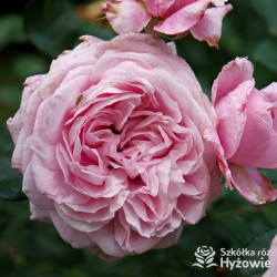 Our first summer™ / Crazy in Love Rosa™ - Róże silnie pachnące -