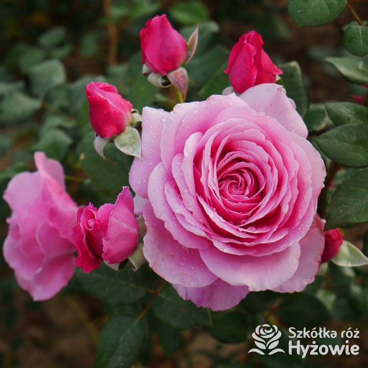 Róża pnąca Our last summer™ | Szkółka Róż Hyżowie | Roses Forever