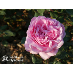 Our last summer™ / Crazy in Love Pink™ - Róże Pnące - 