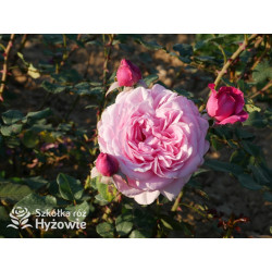 Our last summer™ / Crazy in Love Pink™ - Róże Pnące - 