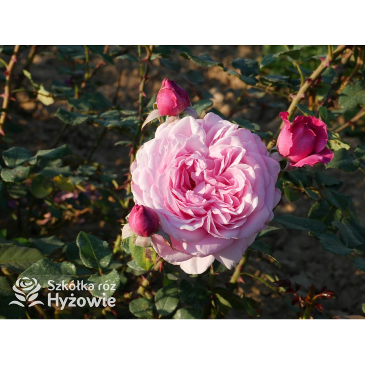 Our last summer™ / Crazy in Love Pink™ - Róże Pnące - 