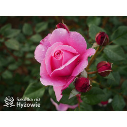 Our last summer™ / Crazy in Love Pink™ - Róże Pnące - 