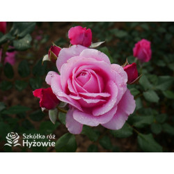 Our last summer™ / Crazy in Love Pink™ - Róże Pnące - 